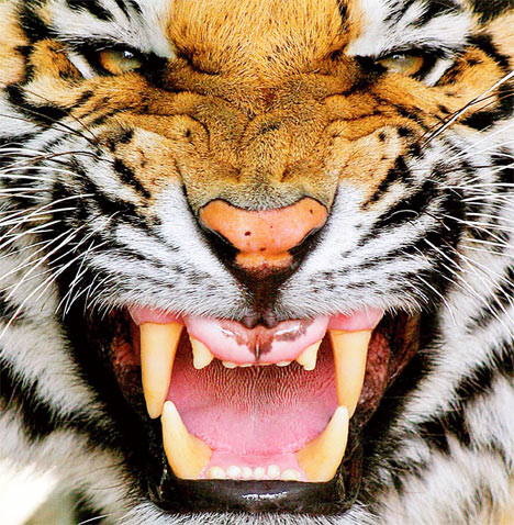 tigerDM0309_468x478