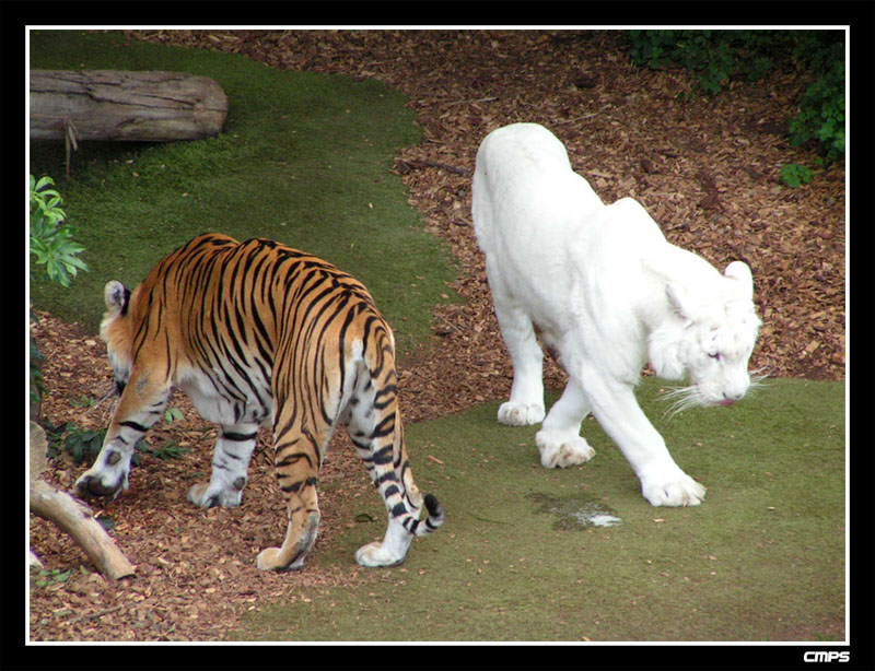 tigers