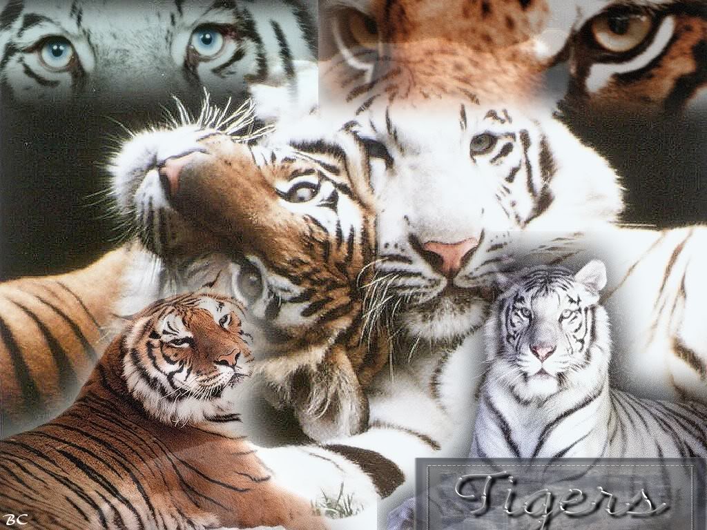 Tigers-9