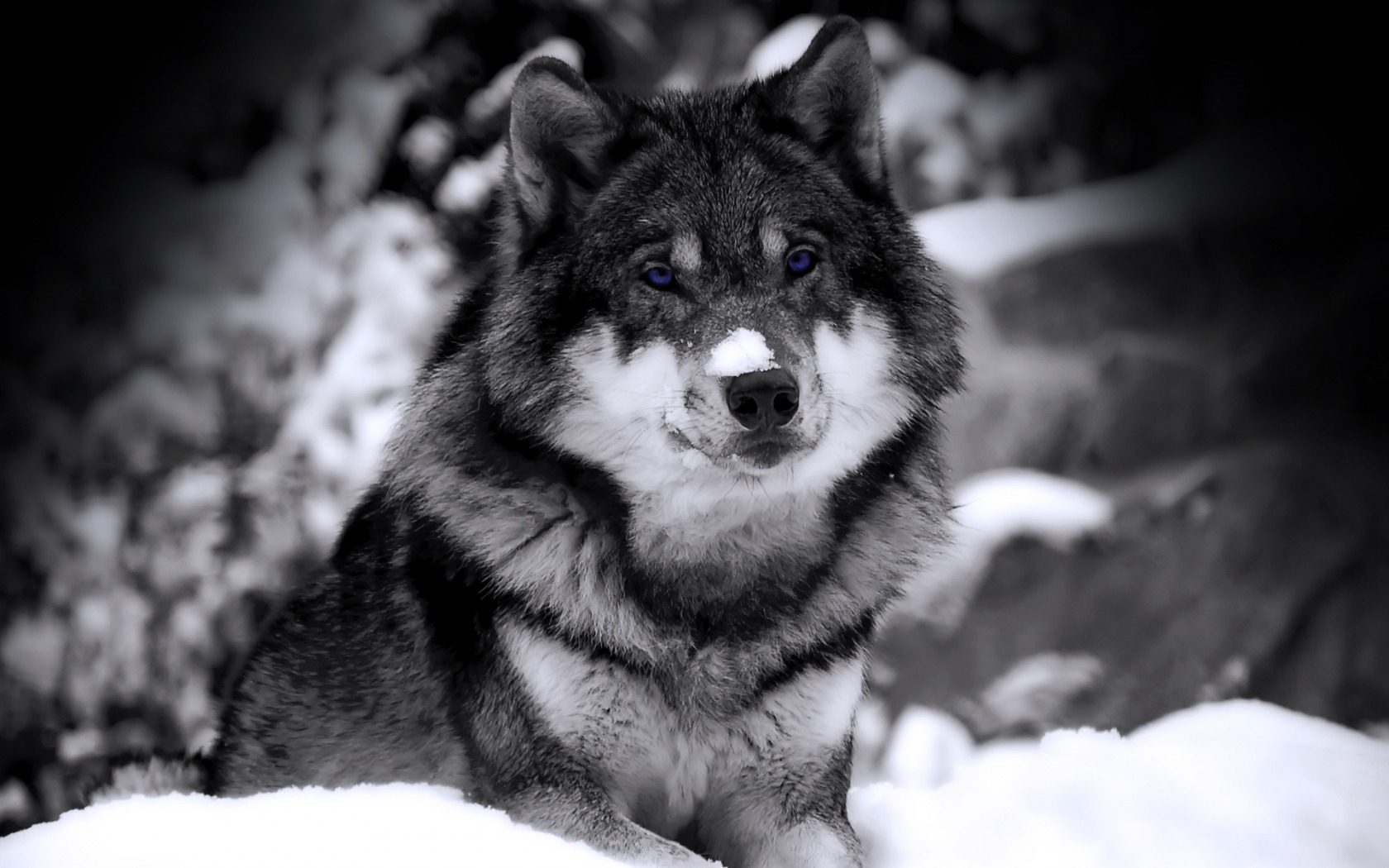 Mysterious_wolf_1680 x 1050 widescreen-945448