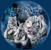 tiger-illusion