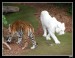 tigers